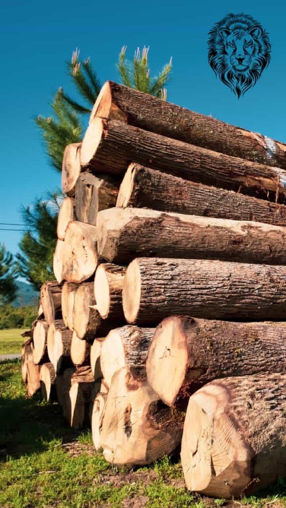 Natural wood texture representing timber and wood raw materials trade